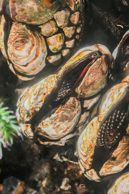 Gooseneck barnacles