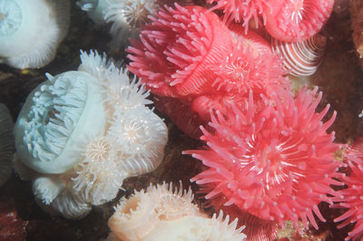 Proliferating anemones