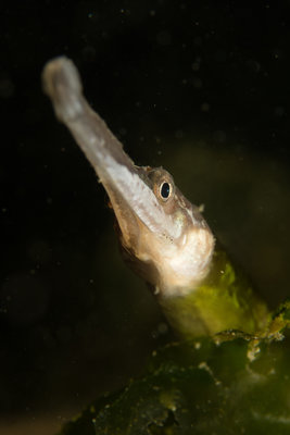 A bay pipefish from a recent Thursday night at Redondo