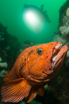 Boom!  This adult yellow eye rockfish was a tremendous sight!