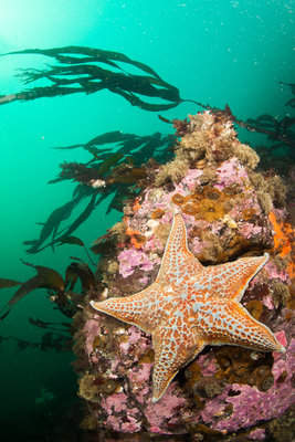 A scene from Flying Scallop City Reef