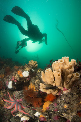 Scuba Jess diving by some finger sponges and a Stimpson star at Deception Pass