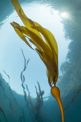 Kelp at Deception Pass