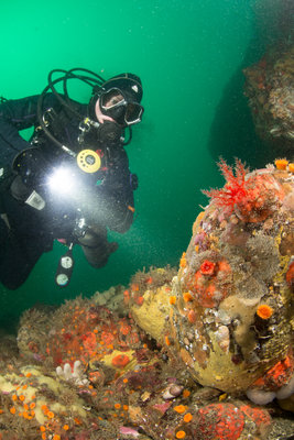 Jess checks out Flying Scallop City Reef