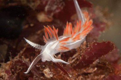 Deception pass nudi