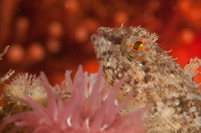 Deception pass sculpin