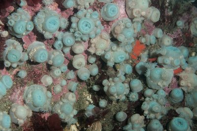 Blue brooding anemones