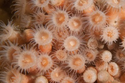 Zoanthids