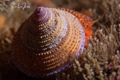 Purple Ring Topsnail