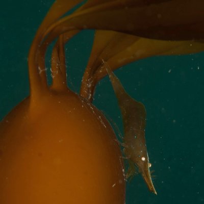 Shrimp on kelp