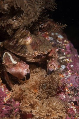 Happy Pygmy crab