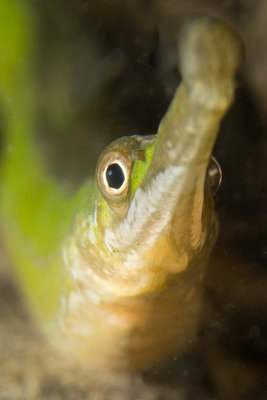 Bay Pipefish (buddy=scubajess, vjw, djmcmath)