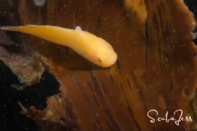 adorable eTidepool Kelp fish @ Davidson Rock