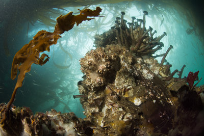 Keystone Pilings -- with tubesnouts and tubeworms!