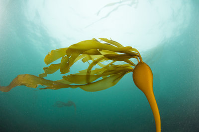 Keystone kelp