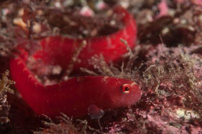 Tiny red gunnel on the rock of life