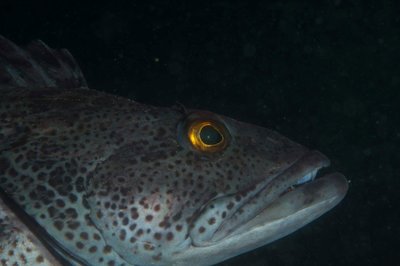 Friendly Ling Cod