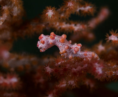 Bargibanti Pygmy Seahorse