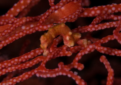 Denise's Pygmy Seahorse