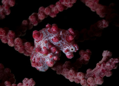 Pygmy Bargibanti Seahorse