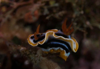 Colorful Nudi One (1 of 1).jpg