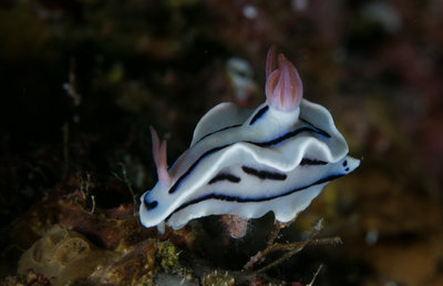 Colorful Nudi Two (1 of 1).jpg