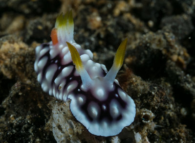 Nudi 7 (1 of 1).jpg