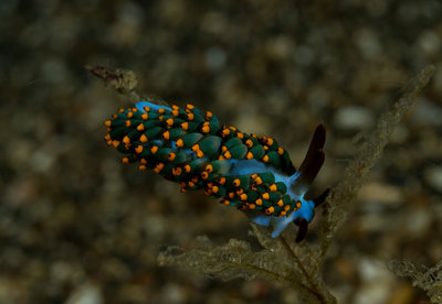 Nudi 8 (1 of 1).jpg