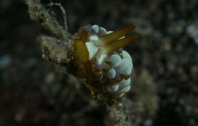 Nudi 5 (1 of 1).jpg