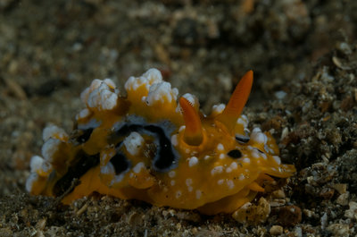 Nudi 6 (1 of 1).jpg