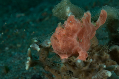 Painted Frogfish (1 of 1).jpg