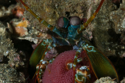 Peacock mantis Shrimp with Eggs