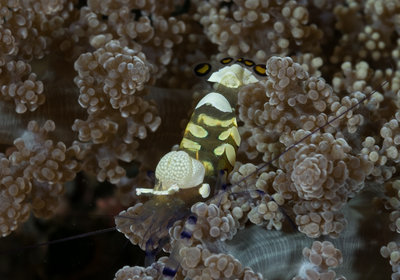 Peacock Shrimp