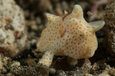 Juvinile Frogfish on the Move (1 of 1).jpg