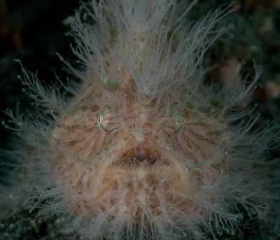 Hairy Frogfish