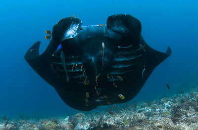 Reef Manta Swimming Upward (1 of 1).jpg