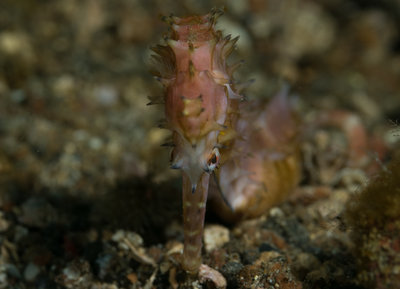 Thorny Seahorse