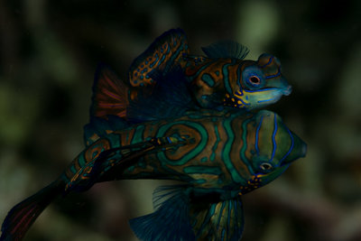 Mandarin fish mating