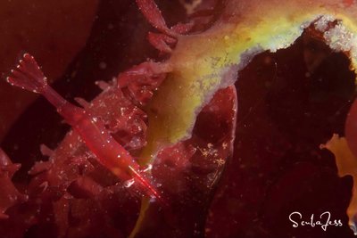 Stiletto Shrimp entering a worm hole