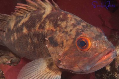 super friendly Brown Rockfish at Blakley rock