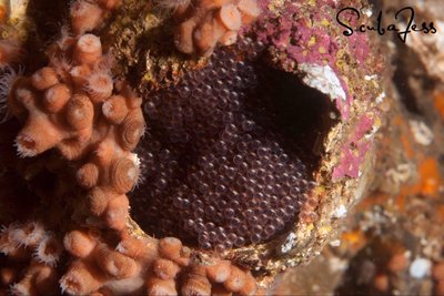 Fish eggs at Blakey Rock