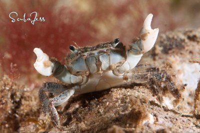 Cutest crab of all time at Redondo, he wanted me to take him home with me :)