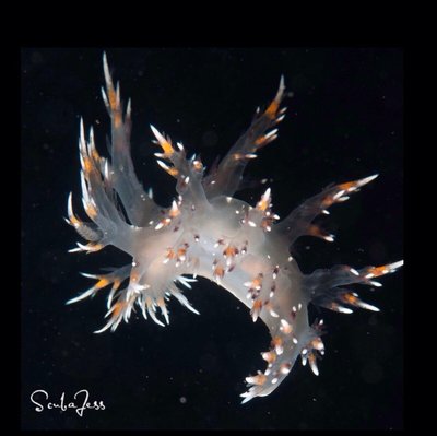 Juvi Giant Nudibranch at Redondo