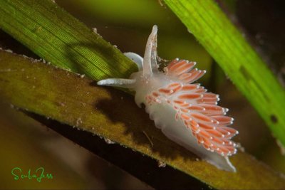 nudie on eel grass at Redondo