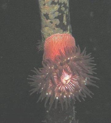 anemone11.jpg