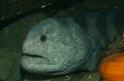 Wolf Eel Relaxing L.jpg