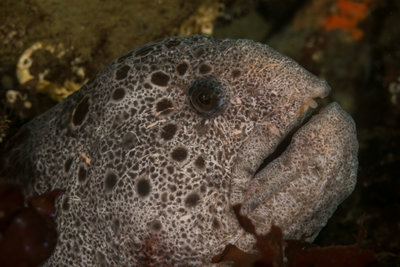 Young Wolf Eel Closeup L.jpg