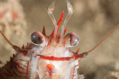 Squat Lobster!