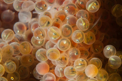 Cabezon eggs.  If you look close you can see a tail of one hatching!