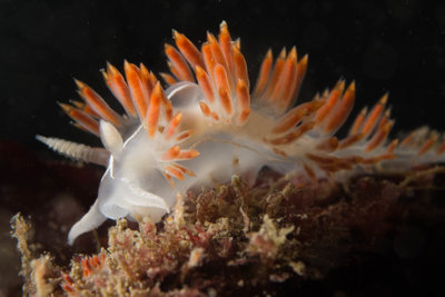 Three lined nudibranch